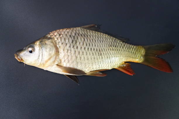 istock Freshwater fish carp (Cyprinus carpio) in the beautiful clean pound. Carp on black background. 1348336713