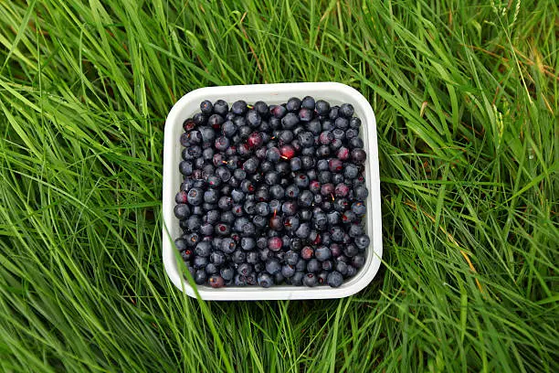 Photo of Blueberries freshly picked in the grass