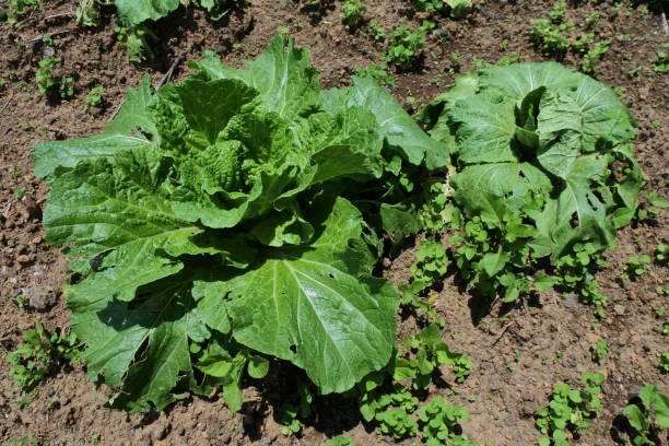 istock cabbage field. Green vegetables are good for the body's nutritional needs. 1348340412