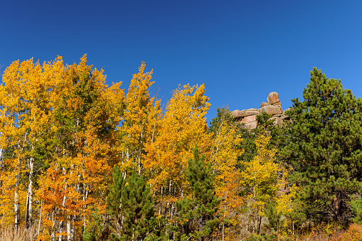 Yellow aspens on a fall day in Vedauwoo, Wyoming