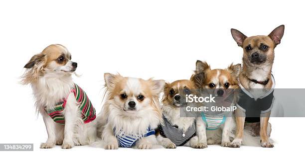 Gruppe Von Angezogen Chihuahuas Stockfoto und mehr Bilder von Blick in die Kamera - Blick in die Kamera, Chihuahua - Rassehund, Domestizierte Tiere