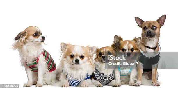 Группа Dressed Chihuahuas — стоковые фотографии и другие картинки Без людей - Без людей, Белый, Белый фон
