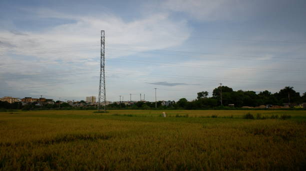 istock The rice fields are blooming creating grains and a sky background. 1348345293