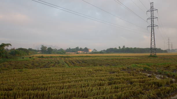 istock The rice fields are blooming creating grains and a sky background. 1348345934