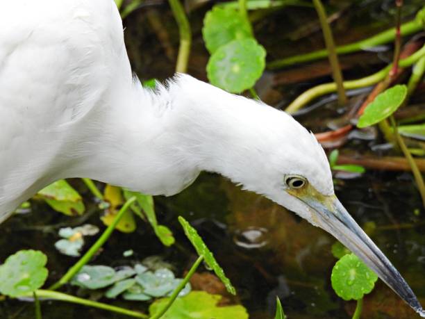 istock Little Blue Heron (Egretta caerulea) juvenile foraging in the wetlands 1348346048