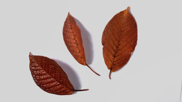 istock Dry fallen brown-red autumn apple tree leaf. A falling apple tree leaf isolated on a white background. Isolated apple leaf. 1348346135