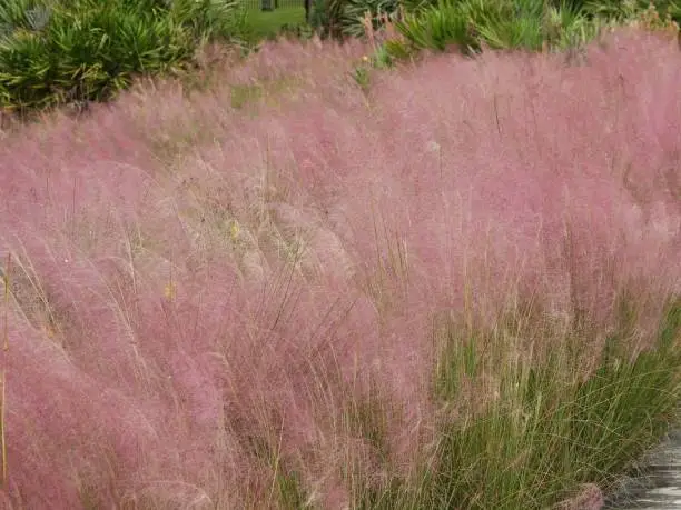 Muhly Grass is commonly known as the Hairawn Muhly