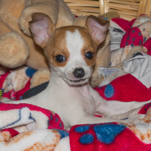 istock Tiny cute white and brown female chihuahua having fun 1348347556