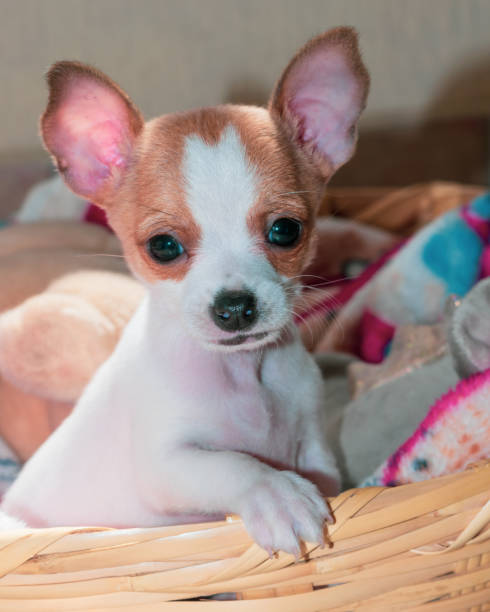 istock Tiny cute white and brown female chihuahua having fun 1348347601