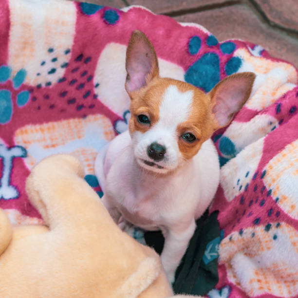 istock Tiny cute white and brown female chihuahua having fun 1348347603