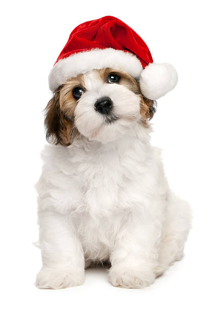 istock Havanese puppy sitting by white background in Christmas hat 134834811
