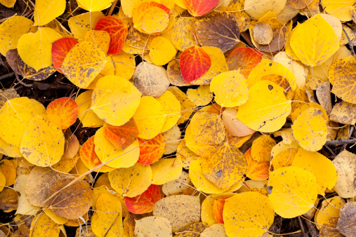 Freshly fallen Aspen leaves in the Methow Valley of Washington State.
