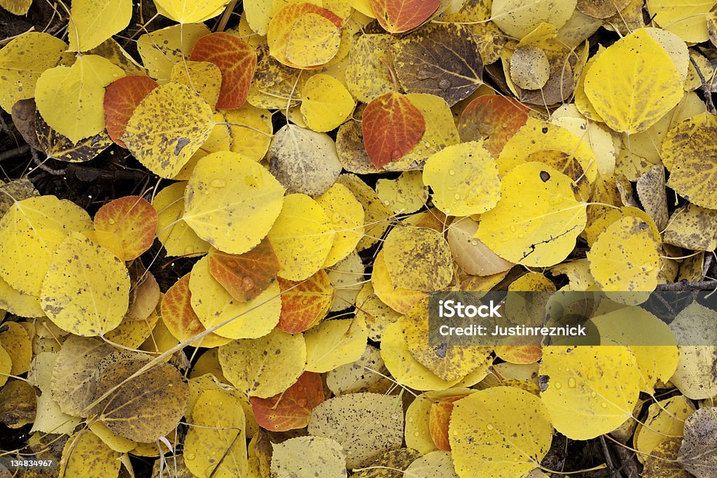 Aspen Leaves Freshly fallen Aspen leaves in the Methow Valley of Washington State. Aspen Tree Stock Photo