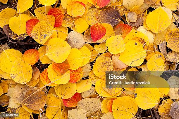 Aspen Leaves Stock Photo - Download Image Now - Aspen Tree, Autumn, Color Image