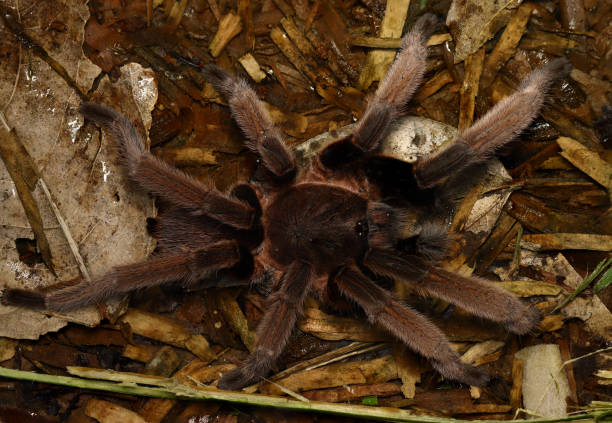istock BIRD-EATING SPIDER (Selenocosmia sp). A venomous tarantula from West Papua, Indonesia. 1348350850