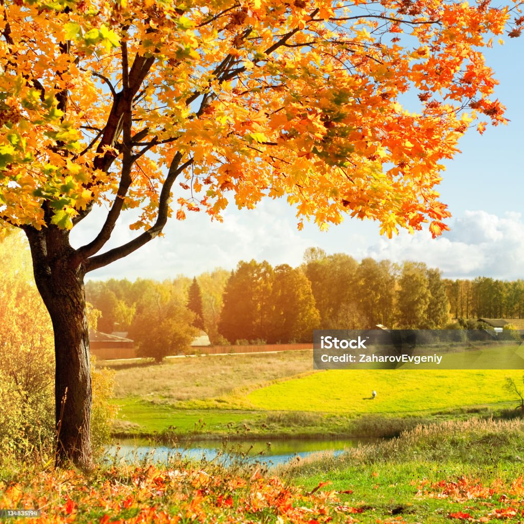 Autunno nel parco mattina - Foto stock royalty-free di Autunno