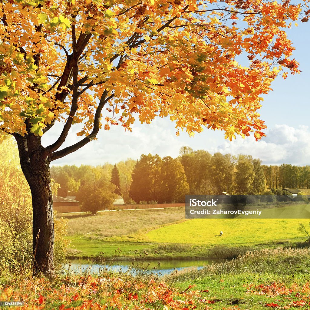 추절 유클리드의 아침입니다 공원 - 로열티 프리 가을 스톡 사진