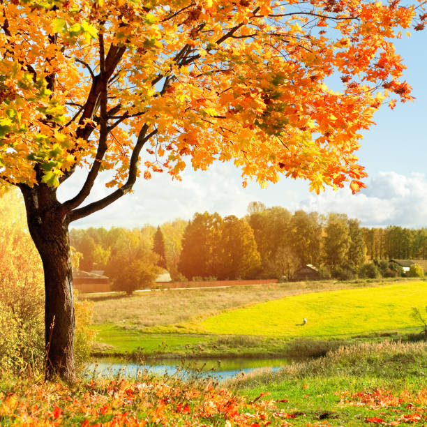 Autumn at the morning park