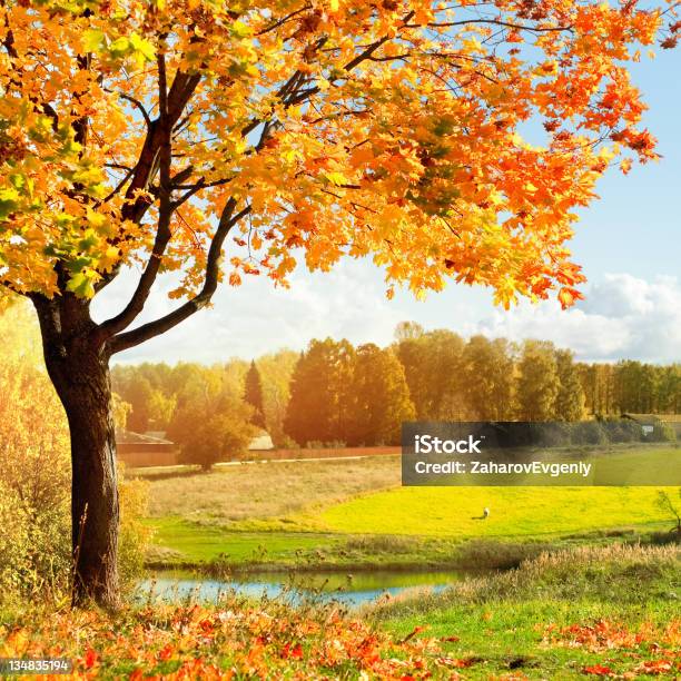 Foto de Outono No Parquemanhã e mais fotos de stock de Outono - Outono, Árvore, Ajardinado