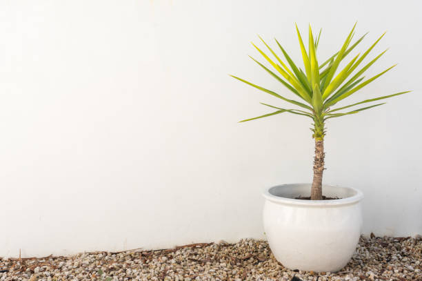 plante de yucca en pot sur gravier contre mur - yucca photos et images de collection