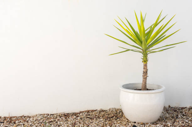 pianta di yucca in vaso su ghiaia contro muro - yucca foto e immagini stock
