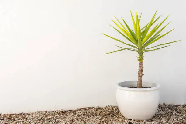 Yucca plant in beige pot on gravel against textured exterior wall