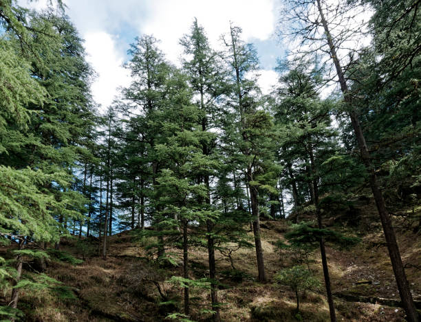 istock Forest of a Cedrus Deodara trees 1348352849