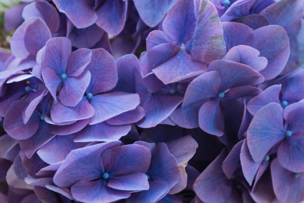 istock Closeup of purple Hydrangea blooming Flower 1348353565
