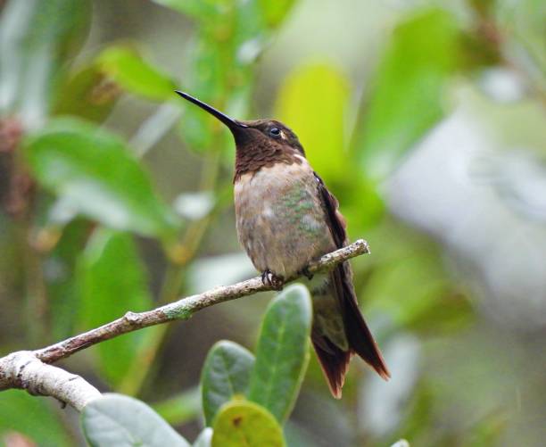 istock Ruby-throated Hummingbird (Archilochus colubris) male perched on a branch 1348353570