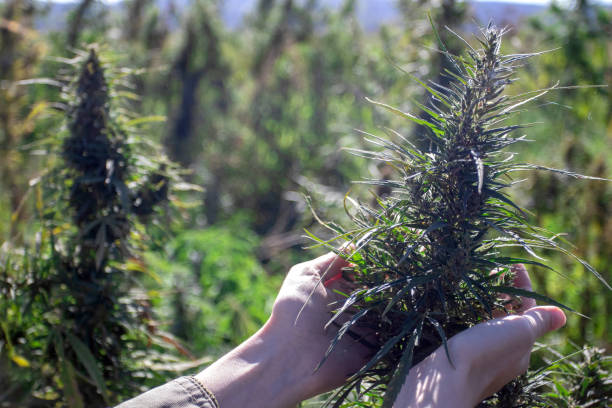 istock Hands holding cannabis harvest at farm 1348354599