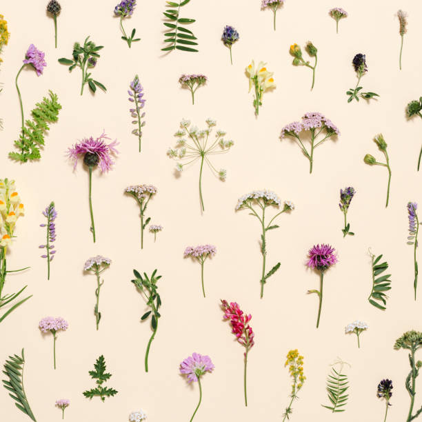istock Top view fresh meadow flowers and grass Summer field plants as creative floral composition 1348355299