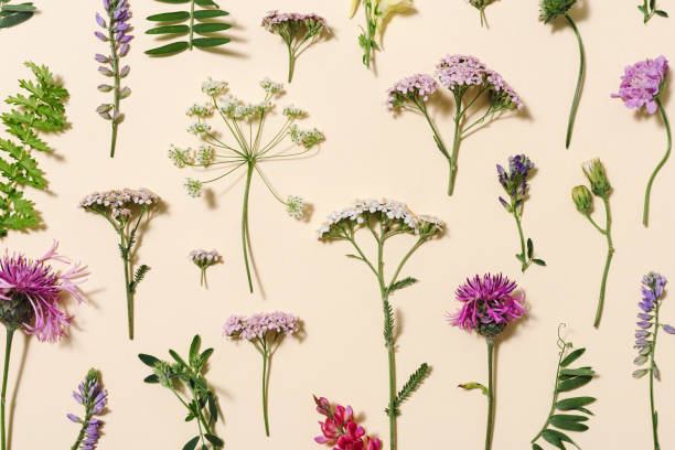 istock Top view fresh meadow flowers and grass Summer field plants as creative floral composition 1348355303