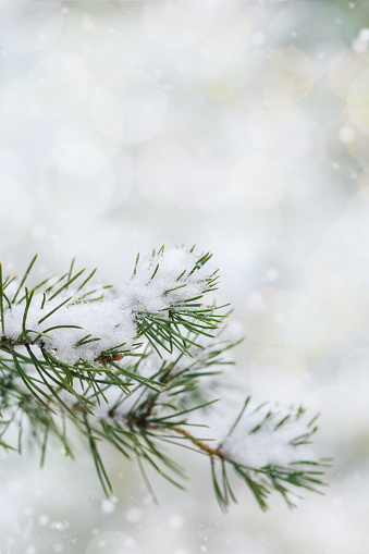 Close up winter fir or pine branches outdoors, frozen needles in frost day on blurred background with copy space and bokeh. Natural environmental winter backdrop. Winter season holidays. Selective focus.