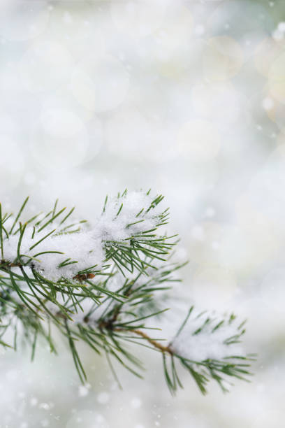 Photo of Close up winter fir or pine branches outdoors, frozen needles in frost day on blurred background