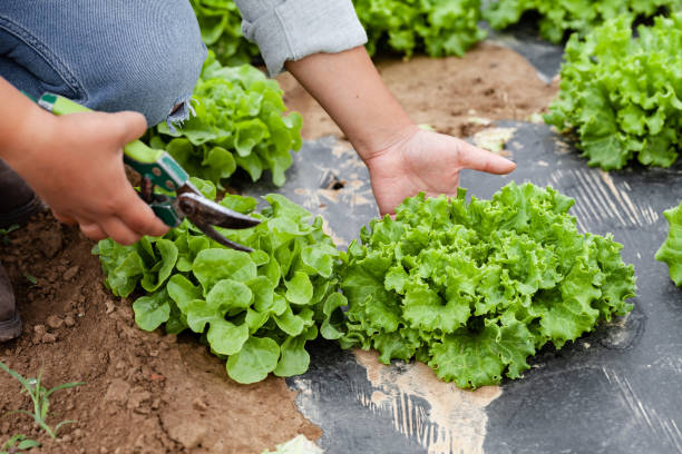 la joven agricultora es un sombrero de paja está recogiendo ensalada verde fresca de la cama del jardín con tijeras. cerrar - farmer salad fotografías e imágenes de stock