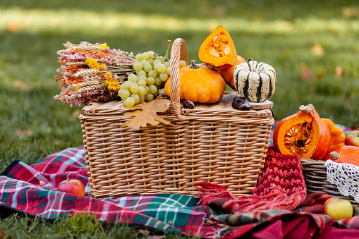 Concept of warm sunny autumn day, picnic outside in the park. Wooden basket, ripe seasonal vegetables and fruits, colorful plaid. Cozy atmosphere, family time outdoor. Close up, green background