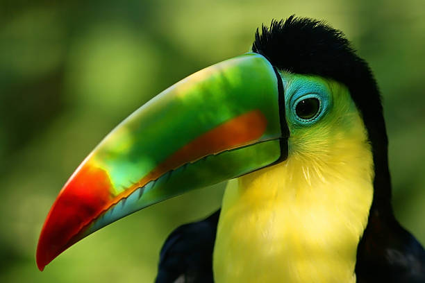 Toucan - Photo