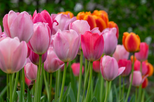 Amazing garden field with tulips of various bright rainbow color petals, beautiful bouquet of colors in daylight