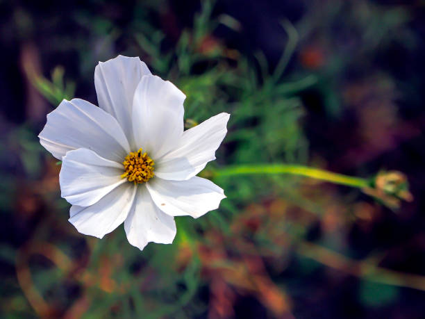 fiori di cosmea bianchi puri in giardino - cosmea foto e immagini stock
