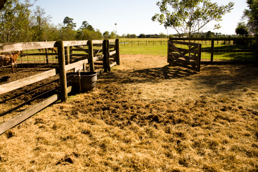 Open gate into an empty cow lot.  Hay on ground. Ranch or farm corral. Pasture, gate.
