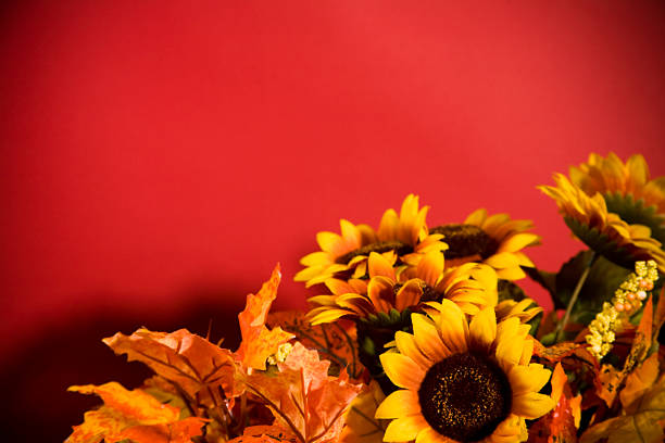 Golden sunflowers and leaves create a foreground for the red background that is a place for you copy.