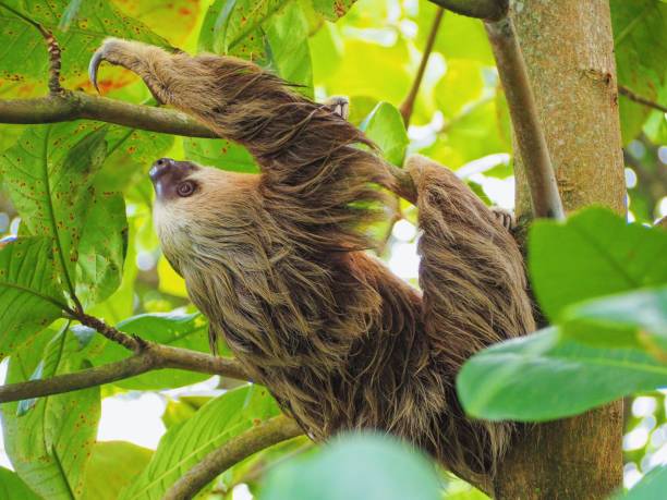 istock Wild animals from Costa Rica 1348361457