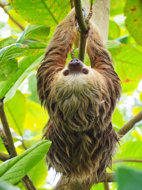 istock Wild animals from Costa Rica 1348361666