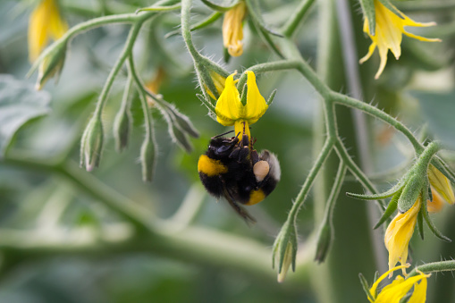 Bumblebee on a honeysuckle flower.