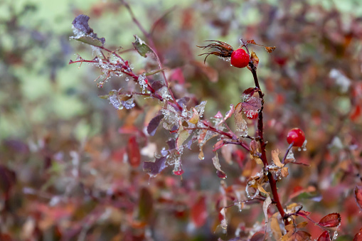 Rosehip branch with ripe red berry and dew drops
