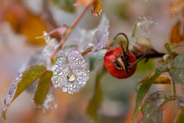 Rosehip branch with ripe red berry and dew drops
