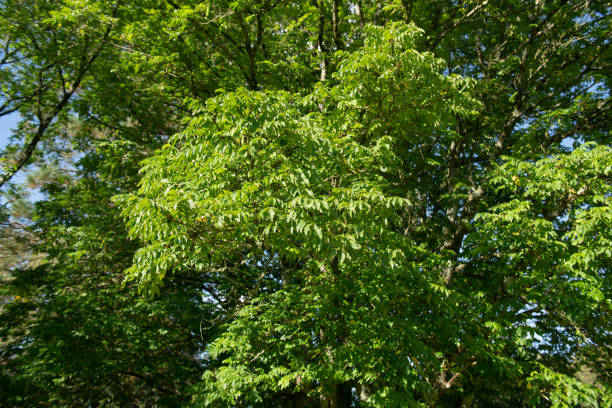 üppige sommergrüne blätter und kätzchen einer laubabwerfenden kaukasischen flügelnuss oder kaukasischen walnussbaum (pterocarya fraxinifolia), die in einem park mit hellblauem himmelshintergrund im ländlichen devon, england, großbritannien wächst - english walnut stock-fotos und bilder