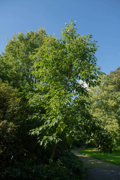 Hovenia dulcis is a Deciduous Tree Native to Asia and in the Family Rhamnaceae hojas verdes brillantes de finales de verano en un árbol de pasas chino o japonés de hoja caduca (hovenia dulcis) que crece en un jardín de bosque sombreado con un fondo de cielo azul brillante en la zona rural de devon, inglaterra, reino unido