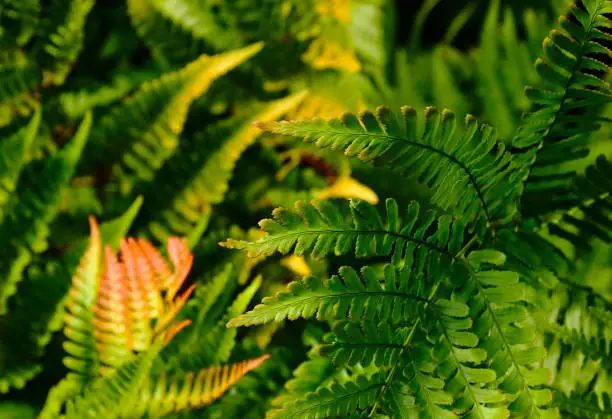 Colorful green, yellow and red bracken leaves. Pteridium aquilinum. blurred soft green background. gardening concept. nature and outdoors. dense foliage.