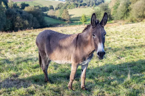 Photo of portrait of a donkey looking at the camera. docile and relaxed animal. calm and confident.